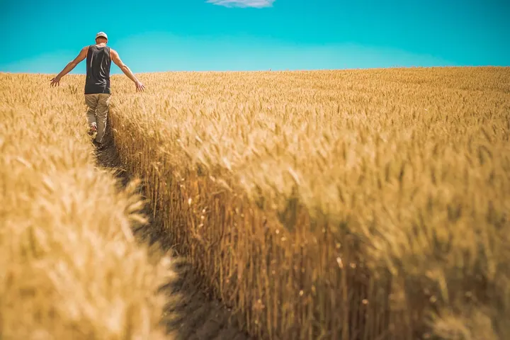 Farmer walking through a wheat field